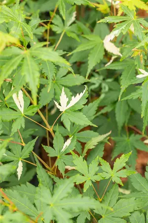 Acer palmatum 'Asahi-zuru' - 80-100 CM C10 - image 3