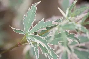Acer palmatum 'Asahi-zuru'