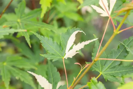 Acer palmatum 'Asahi-zuru' - 60-80 CM C7.5 - image 3