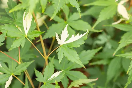 Acer palmatum 'Asahi-zuru' - 60-80 CM RB - image 4