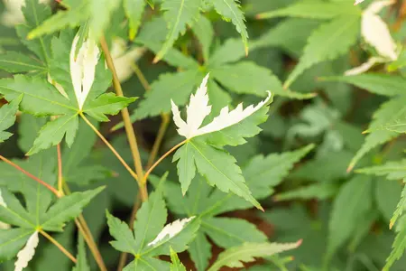 Acer palmatum 'Asahi-zuru' - 80-100 CM C10 - image 2