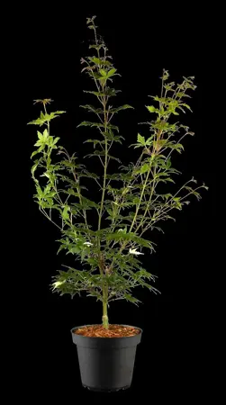 Acer palmatum 'Asahi-zuru' - 150-175 CM C20 - image 2