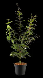 Acer palmatum 'Asahi-zuru' - 150-175 CM C20 - image 2