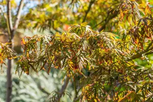 Acer palmatum 'Atrolineare'