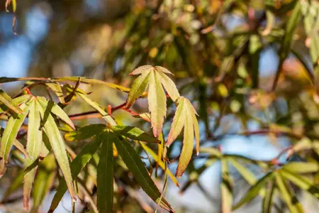Acer palmatum 'Atrolineare' - 100-125 CM C20 - image 2