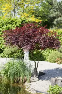 Acer palmatum 'Atropurpureum' - 3 Ltr pot - image 4