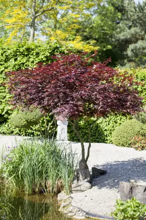 Acer palmatum 'Atropurpureum' - 50-60 CM C3 - image 4
