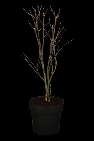 Acer palmatum 'Atropurpureum' - SOLITAIR 400-450 CM RB - image 1
