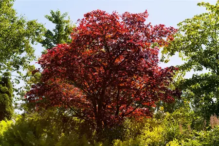 Acer palmatum 'Atropurpureum' - 10 Ltr pot - image 2