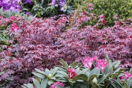 Acer palmatum 'Atropurpureum' - 10 Ltr pot - image 5