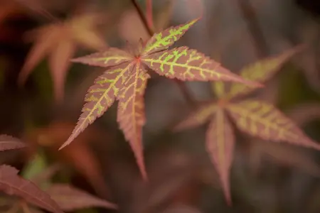 Acer palmatum 'Atropurpureum' - 20 Ltr pot - image 4