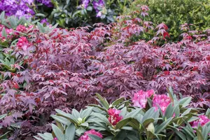 Acer palmatum 'Atropurpureum' - 175-200 CM C25 - image 3