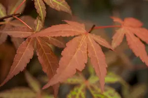 Acer palmatum 'Atropurpureum' - SOLITAIR 250-300 CM C90 - image 5