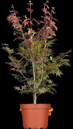 Acer palmatum 'Atropurpureum' - SOLITAIR 400-450 CM RB - image 3