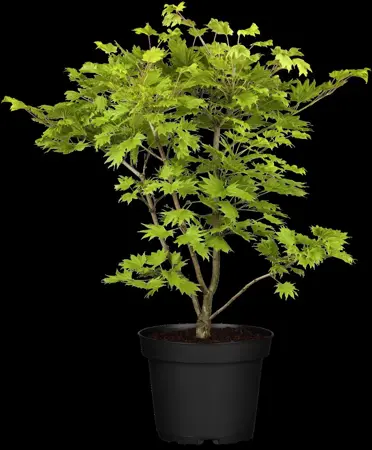 Acer palmatum 'Aureum' - 60-80 CM C7.5 - image 1