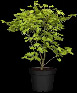 Acer palmatum 'Aureum' - 200-250 CM C180 - image 1