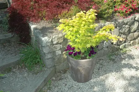 Acer palmatum 'Aureum' - 60-80 CM C7.5 - image 2