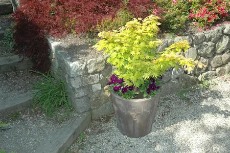 Acer palmatum 'Aureum' - 150-175 CM C20 - image 2