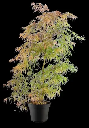 Acer palmatum 'Baldsmith' - 50 CM STEM C15 - image 3