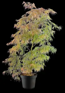Acer palmatum 'Baldsmith' - 50 CM STEM C15 - image 3