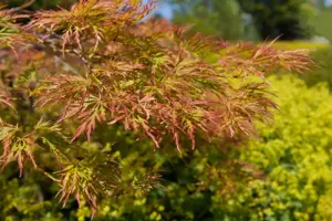 Acer palmatum 'Baldsmith' - 50 CM STEM C15 - image 2
