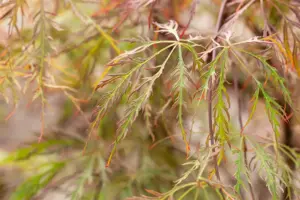 Acer palmatum 'Baldsmith' - 50 CM STEM C15 - image 4