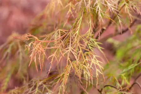 Acer palmatum 'Baldsmith' - 50 CM STEM C15 - image 5