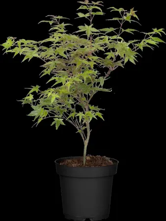 Acer palmatum 'Beni-maiko' - 125-150 CM C20 - image 5