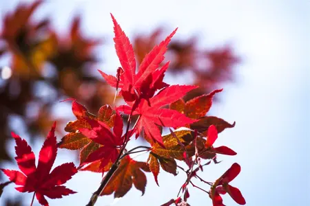 Acer palmatum 'Beni-maiko' - 125-150 CM C20 - image 3