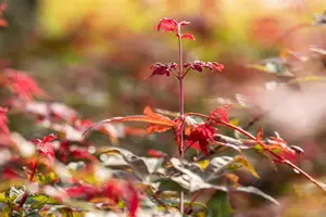 Acer palmatum 'Beni-maiko' - P10.5 - image 3