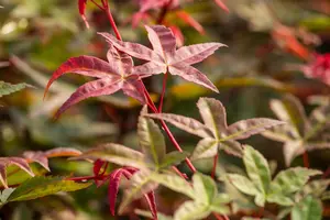 Acer palmatum 'Beni-maiko' - 250-300 CM C110 - image 3