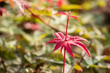 Acer palmatum 'Beni-maiko' - 250-300 CM C110 - image 5