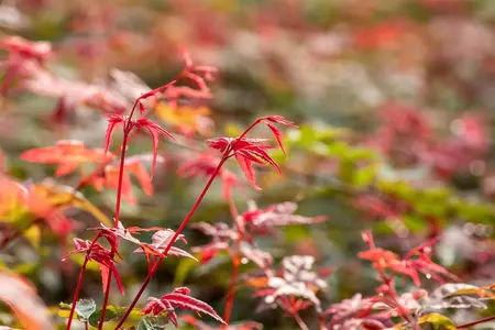 Acer palmatum 'Beni-maiko' - P10.5 - image 4