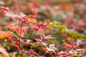 Acer palmatum 'Beni-maiko' - 60-80 CM C15 - image 2