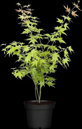 Acer palmatum 'Beni-maiko' - 40-50 CM C5 - image 4