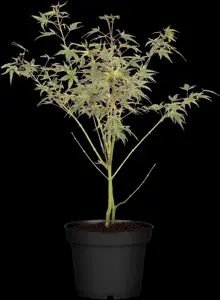 Acer palmatum 'Beni-shichi-henge'