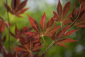 Acer palmatum 'Bihoo'