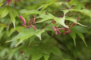 Acer palmatum 'Bihoo' - 40-50 CM C5 - image 5