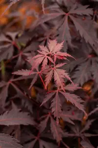 Acer palmatum 'Black Lace'? - 60-80 CM C7.5 - image 4