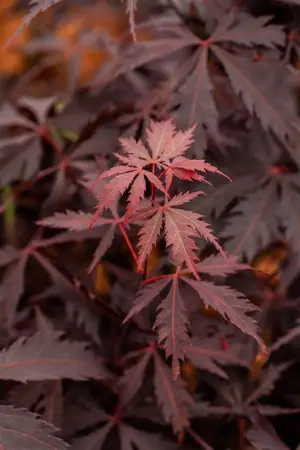 Acer palmatum 'Black Lace'? - 80-100 CM C30 - image 4