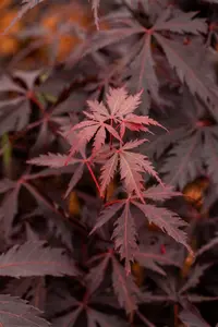 Acer palmatum 'Black Lace'? - 100-125 CM C7.5 - image 3