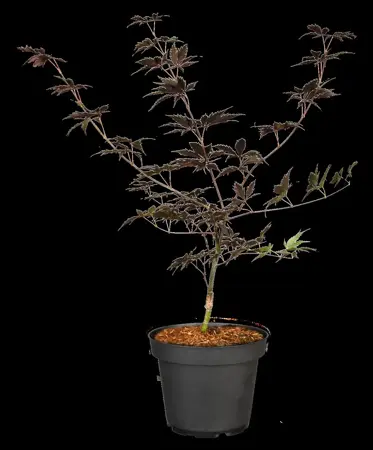 Acer palmatum 'Black Lace'? - 60-80 CM C7.5 - image 1