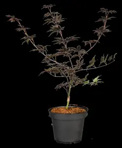 Acer palmatum 'Black Lace'?