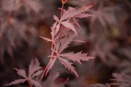 Acer palmatum 'Black Lace'? - 60-80 CM C7.5 - image 2