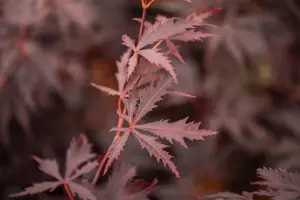Acer palmatum 'Black Lace'? - 60-80 CM C7.5 - image 2
