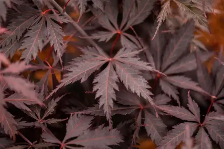 Acer palmatum 'Black Lace'? - 60-80 CM C7.5 - image 3