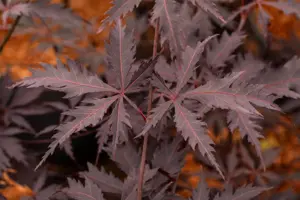 Acer palmatum 'Black Lace'? - 60-80 CM C7.5 - image 5