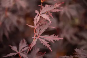 Acer palmatum 'Black Lace'? - 100-125 CM C7.5 - image 1