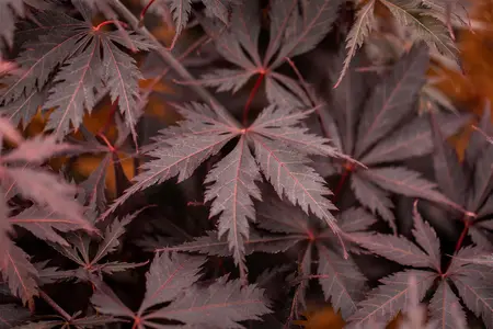 Acer palmatum 'Black Lace'? - 100-125 CM C7.5 - image 2
