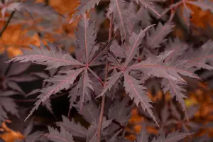 Acer palmatum 'Black Lace'? - 100-125 CM C7.5 - image 4